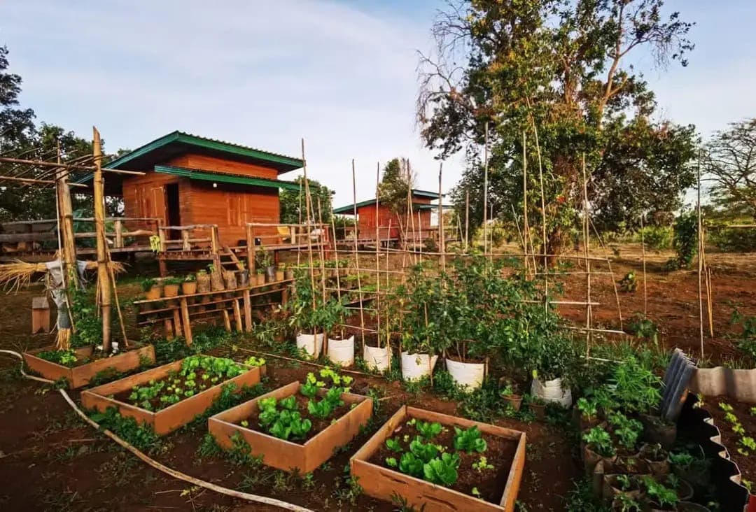 Lush organic vegetable garden with rows of crops overlooking mountain landscape at Shared Happy Farm