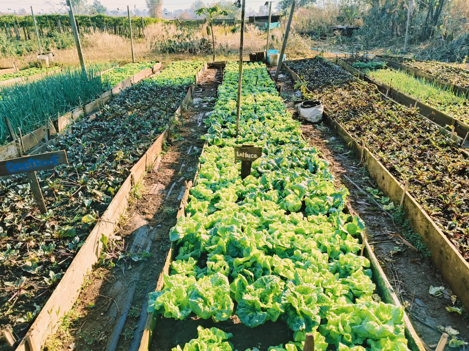 Organic lettuce plants growing at Shared Happy Farm